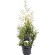 Thuja occidentalis Salland 60-80 cm Conifeer