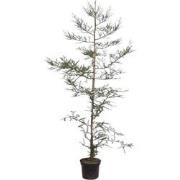 Sequoia sempervirens 175-200 cm Conifeer