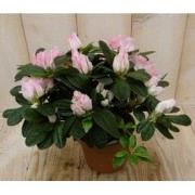 Kamerplant Azalea roze groot