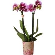 Kolibri Orchids | Roze paarse phalaenopsis orchidee - El Salvador - po...