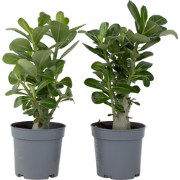 Adenium Obesum - Set van 4 - Woestijnroos bloeiend - Pot 10.5cm - Hoog...