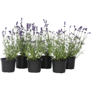 Lavendelplant - Lavandula angustifolia - Set van 6 - ?10,5cm - Hoogte ...