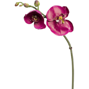 Fuchsia phalaenopsis orchidee kunststam H26