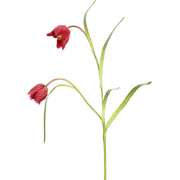 Kunst keizersfritillaria stengel rood H70