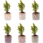 URBANJNGL - Mini-kerstboom set 6 - Inclusief pot set Madrid