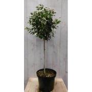 Viburnum Tinus stamhoogte 50 cm en hoogte 100 cm wit