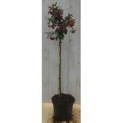 Cotoneaster Dwergmispel op 60 cm stam