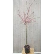 Prunus op 70 cm stam