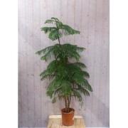 Kamerden Araucaria 200 cm kamerplant