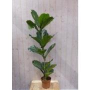 Kamerplant Ficus Lyrata 160 cm