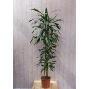 Kamerplant Fragrans Dracaena Drakenbloedboom groot 160 cm donkergroen