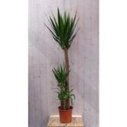 Kamerplant Yucca 180 cm