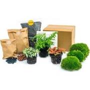 URBANJNGL - Planten terrarium pakket - Varen - 3 terrarium planten - N...