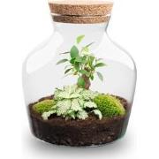 URBANJNGL - Planten terrarium • Little Joe • Ecosysteem plant • ? 21,5...