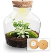 URBANJNGL - Planten terrarium Little Joe + verlichting -  Hedera Helix...