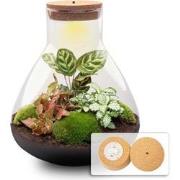 URBANJNGL - Planten terrarium • Sam XL Red • Ecosysteem met plant • ? ...