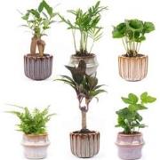 URBANJNGL - Mini planten set 6 - Inclusief pot set Barcelona