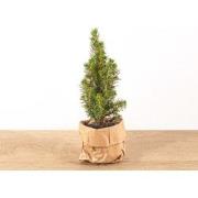 URBANJNGL - Mini-kerstboom - ?15-20 cm - Ø 6 cm Picea Glauca Perfecta