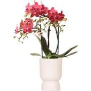 Kolibri Orchids | rode Phalaenopsis orchidee - Congo + Diabolo travert...