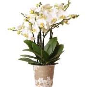 Kolibri Orchids | witte Phalaenopsis orchidee - Lausanne- potmaat Ø12c...