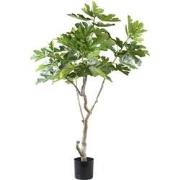 PTMD Tree Green Fig Tree In Pot L