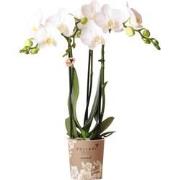 Kolibri Orchids | witte Phalaenopsis orchidee - Amabilis - potmaat Ø9c...