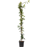 Jasmijn XL - Trachelospermum jasminoides - Pot 17cm - Hoogte 110-120cm