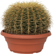 Echinocactus grusonii - Schoonmoedersstoel - Cactus - Pot 25cm - Hoogt...