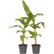 Musa Basjoo - Set van 2 - Bananenplant - Tuinplant - Pot 21cm - Hoogte...