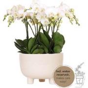 Kolibri Orchids | witte plantenset in Gummy dish incl. waterreservoir ...