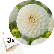 Dahlia 'Boom Boom' - Set van 3 - Dahliaknollen - Zomerbloeiers - Wit