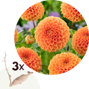 Dahlia 'Sylvia' - Set van 3 - Dahliaknollen - Zomerbloeiers - Oranje