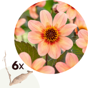 Dahlia 'Happy Single First Love' - Set van 6 - Dahliaknollen - Zomerbl...