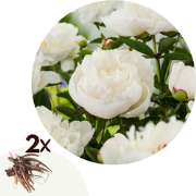 Paeonia pioen 'Duchesse de Nemours' - Set van 2 - Pioenrozen - Wit