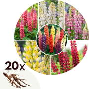 Lupinus - Mix van 20 - Lupine - Wortelstokken - Vlinderbloemen