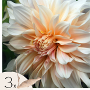 Dahliaknollen - 3 stuks - Dahlia 'Cafe au Lait'