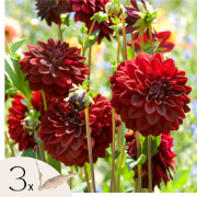 Dahliaknollen - 3 stuks - Dahlia 'Arabian Night'