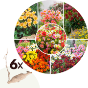 Dahlia 'Topmix' - Set van 6 - Bloembollenmix