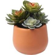 Succulente Artificielle en Pot - Vert / 7 cm