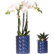 Kolibri Orchids | Set van witte orchidee Amabilis en succulent in Cand...