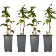 Bramenplant - Set van 4 - Rubus fruticosus 'Thornfree' - Hoogte 50-60c...