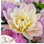 Dahliaknollen - Set van 3 - Dahlia 'Diana's Memory'