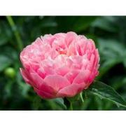 Pioenen - Set van 2 - Paeonia 'Pink Hawaiian ' - Wortelstokken - Roze