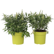 Vlinderstruik - Set van 2 - Buddleja davidii 'Candy' - Hoogte 30-40cm ...