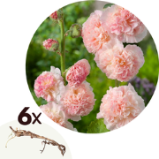 Stookroos - Set van 6 - Alcea Rosea 'Peaches 'N Dreams' - Wortelstokke...