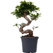 Chinese vijg - Ficus microcarpa 'ginseng' - Hoogte 55-65cm - ?20cm