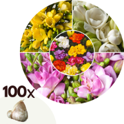 Freesia - Set van 100 - Freesia Mix - Bloembollen