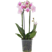 Orchidee roze - Phalaenopsis Multiflora - Hoogte 35-45cm - ?12cm