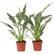 Lepelplant - Set van 2 - Spathiphyllum 'Diamond' - Hoogte 40-50cm - ?1...