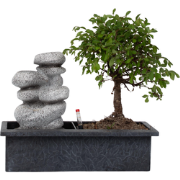 Bonsai met waterval - Bonsai - Hoogte 25-35cm - ?29cm